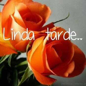flores con frases (847)