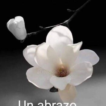 flores con frases (750)