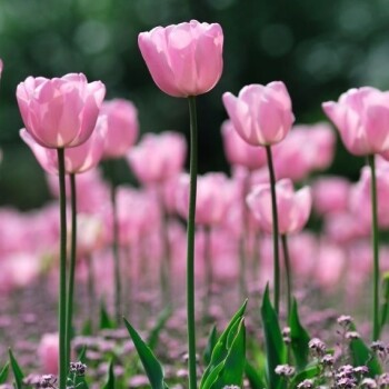 flores con frases (736)