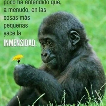 imagenes de humildad (99)