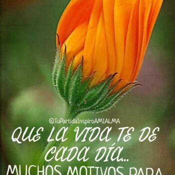 flores con frases (757)
