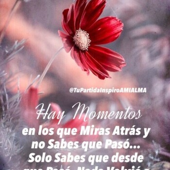 flores con frases (785)