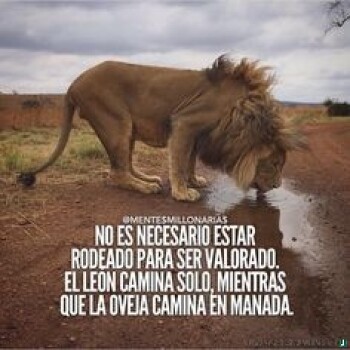 frases de exito (1111)
