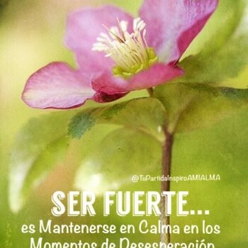 flores con frases (801)