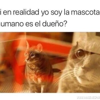 meme gato nunca jamas