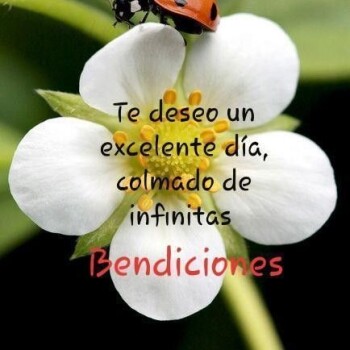 flores con frases (842)