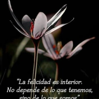 flores con frases (726)
